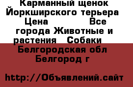 Карманный щенок Йоркширского терьера › Цена ­ 30 000 - Все города Животные и растения » Собаки   . Белгородская обл.,Белгород г.